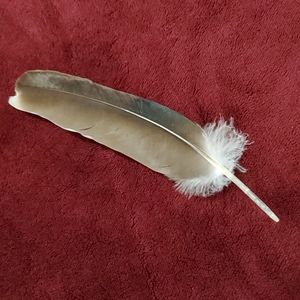 FOUND -- BIG Feather 11½ inch BEAUTIFUL Pheasant Bird Odd Decor Nature Outside